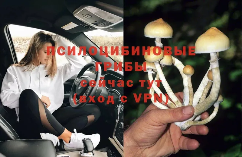 закладки  Задонск  Псилоцибиновые грибы Magic Shrooms 